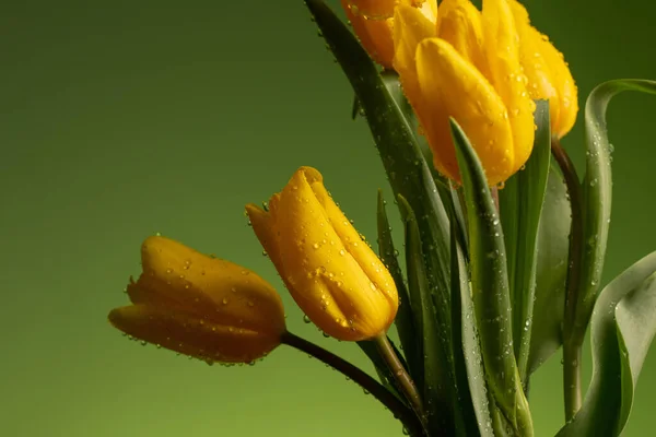 Tulipanes Amarillos Con Gotas Agua Sobre Fondo Verde — Foto de Stock