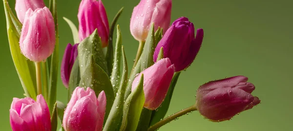 Tulipanes Rosados Con Gotas Agua Sobre Fondo Verde — Foto de Stock