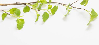 genç yeşil yapraklar kağıt arkaplanda dallar üzerinde