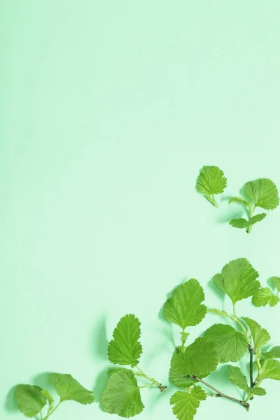 Hojas Verdes Jóvenes Sobre Ramas Sobre Fondo Papel — Foto de Stock