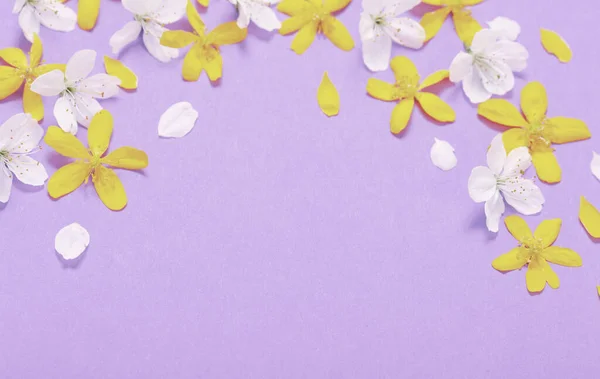 Primavera Flores Blancas Amarillas Sobre Fondo Púrpura — Foto de Stock