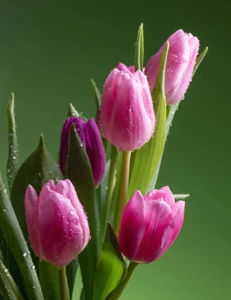 Tulipanes Rosados Con Gotas Agua Sobre Fondo Verde — Foto de Stock