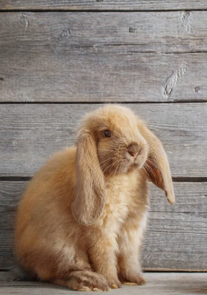 Piccolo Coniglio Rosso Sfondo Legno Vecchio — Foto Stock