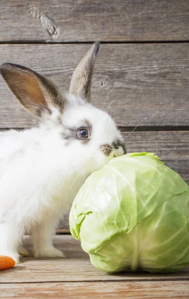 Kleines Kaninchen Mit Kohl Auf Holzgrund — Stockfoto