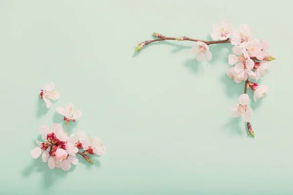 Roze Kersen Bloemen Groene Achtergrond — Stockfoto