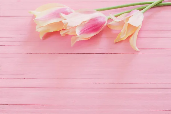 Różowe Żółte Tulipany Pomalowanym Drewnianym Tle — Zdjęcie stockowe