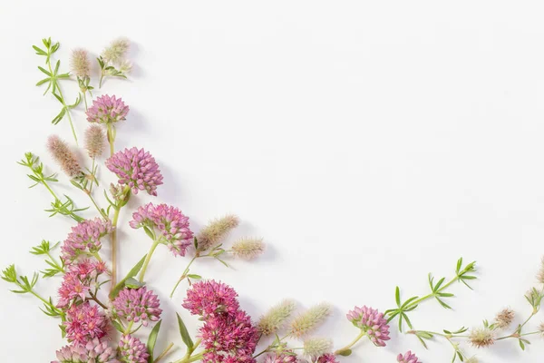 Beyaz Kağıt Arka Plan Üzerinde Güzel Kır Çiçekleri — Stok fotoğraf