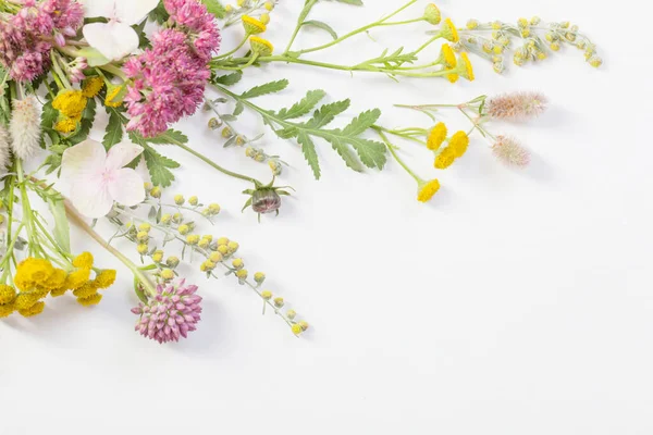 白い紙の背景に美しい野生の花 — ストック写真