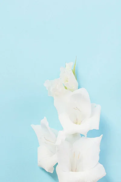 Λευκό Γλαδιόλες Μπλε Φόντο — Φωτογραφία Αρχείου