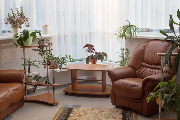 Home Interieur Mit Zimmerpflanzen — Stockfoto