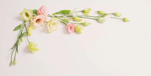 Άνοιξη Όμορφα Λουλούδια Λευκό Φόντο — Φωτογραφία Αρχείου