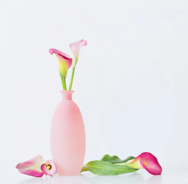 Pink Calla Lily Vase White Background — Stock Photo, Image