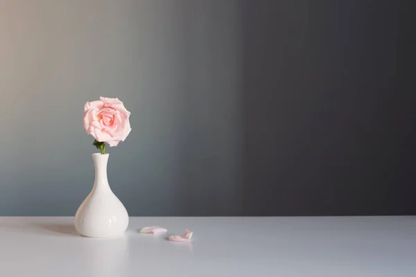 Rosa Rosa Jarrón Blanco Sobre Fondo Gris — Foto de Stock