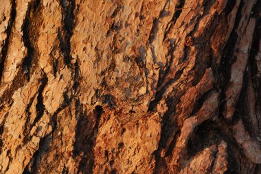 çam kabuğu arka plan