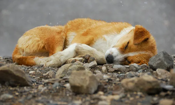 Собака спить — стокове фото