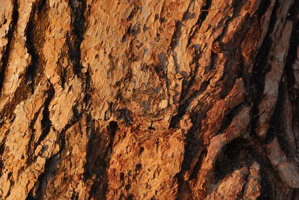 çam kabuğu arka plan