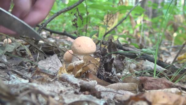 Harvesting mushrooms — Stock Video