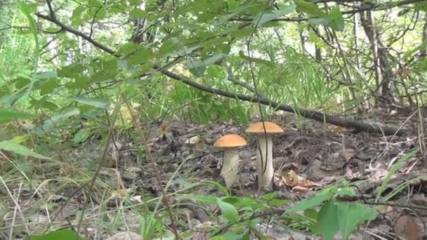 Champignons forestiers — Video