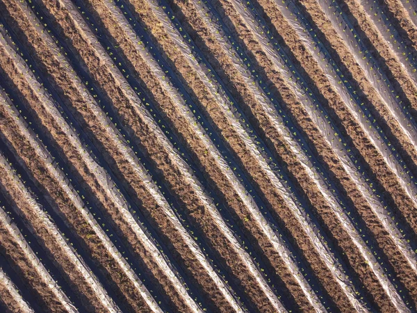 Vista Aerea Sul Campo Fragole Fattoria Con File Piante — Foto Stock