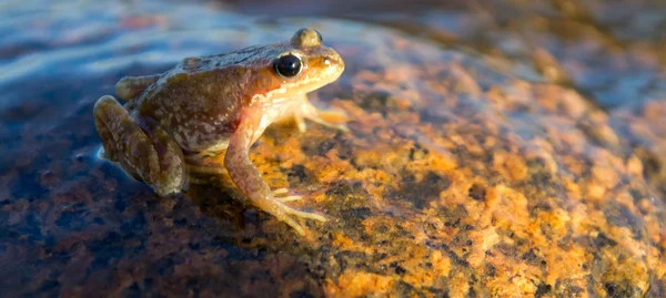 Brown frog — Stock Photo, Image