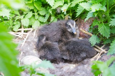 Baby birds of an eider in a nest clipart