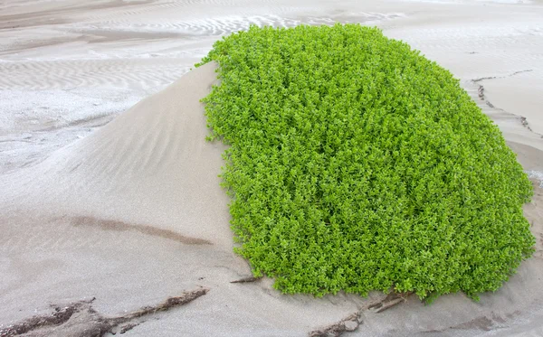 Head: game of sand and herbs — Stock Photo, Image