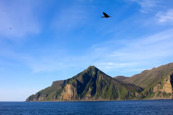 Pássaro contra rochas costeiras e o oceano 1 — Fotografia de Stock