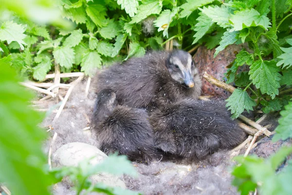 Bir yuvada bir eider bebek kuşlar — Stok fotoğraf