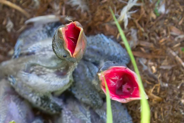 Red hungry drinks 2 Royalty Free Stock Photos
