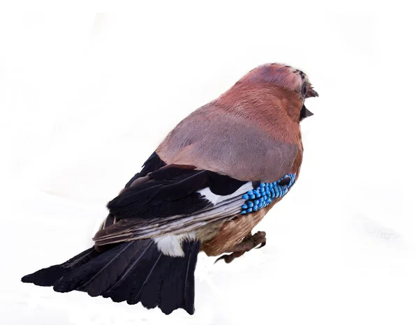 Jay em plumagem de inverno de perto — Fotografia de Stock