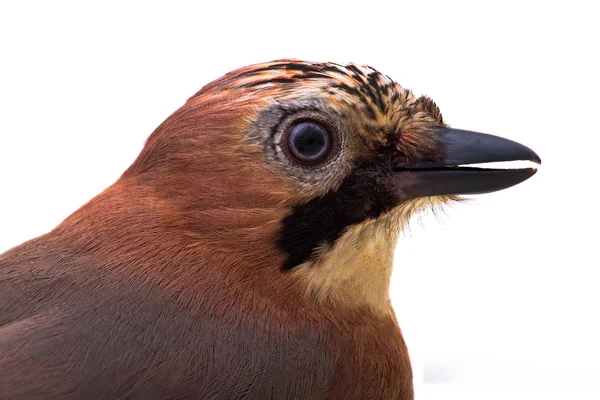 Garrulus glandarius — Stock Photo, Image