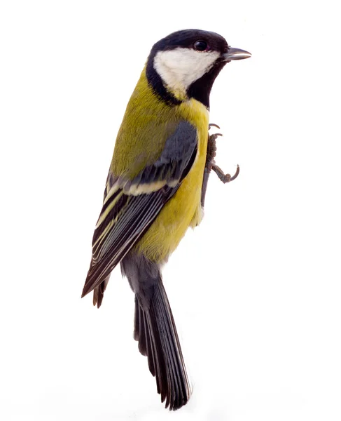 Graceful great tit — Stock Photo, Image