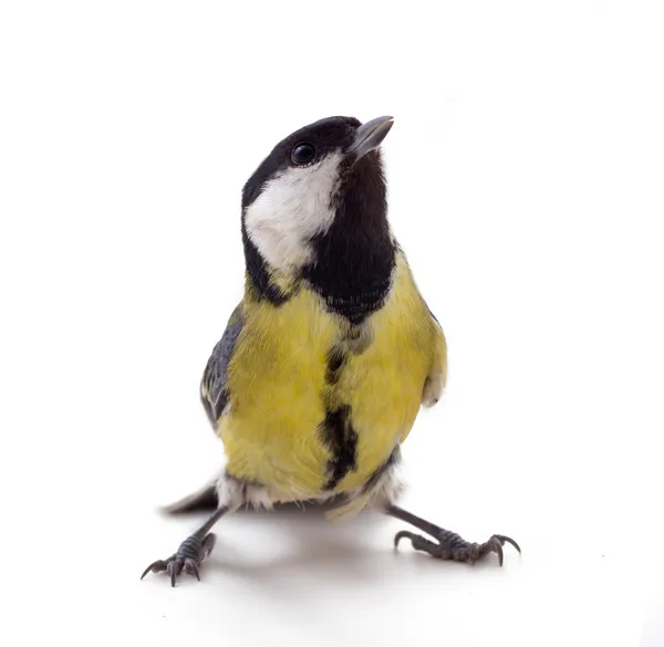 Various great tit — Stock Photo, Image