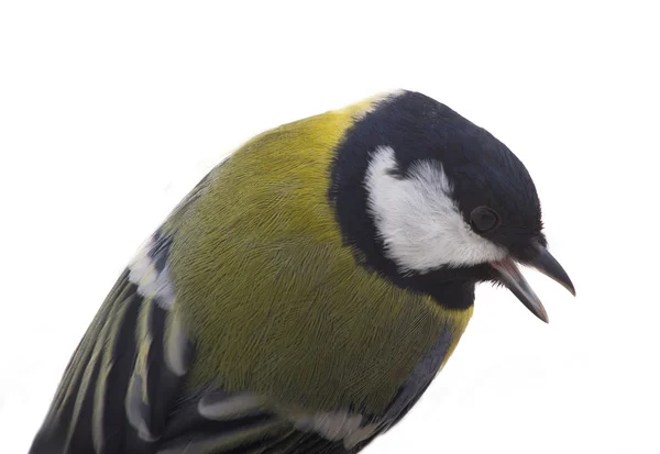 Tomtit fågel — Stockfoto