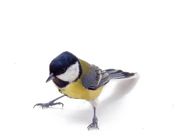 Tomtit bird — Stock Photo, Image