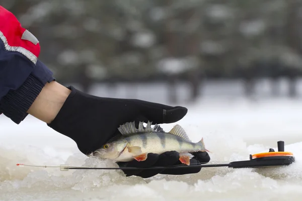 Freshwater perch fishing — Stock Photo, Image