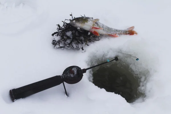 Freshwater perch fishing — Stock Photo, Image