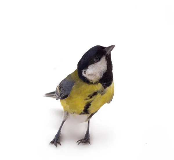 Various great tit — Stock Photo, Image