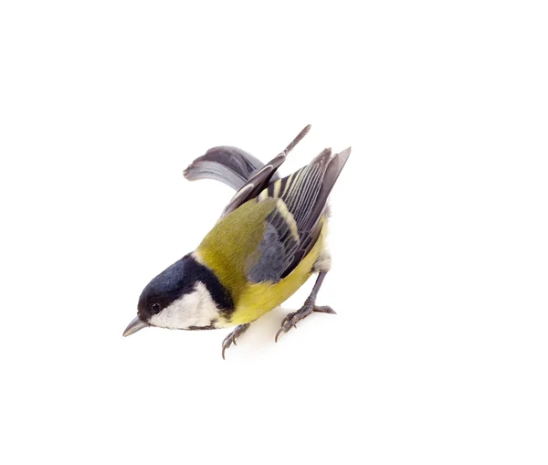 Great tit, isolated — Stock Photo, Image