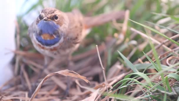 Petirrojo de garganta azul — Vídeo de stock