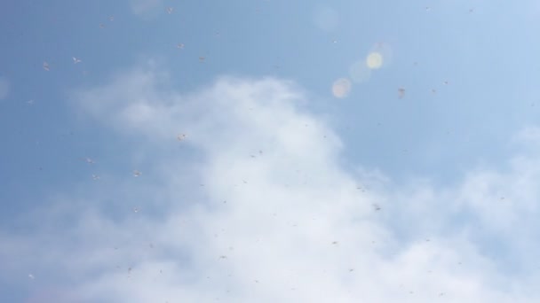Deniz kuşları gökyüzünde — Stok video