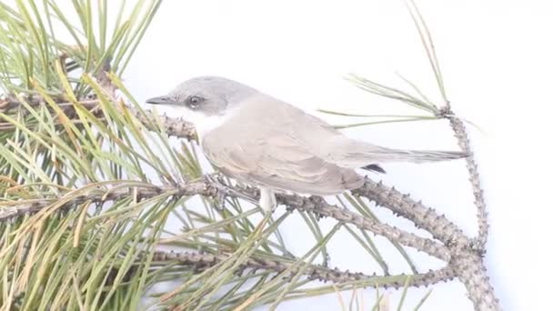 Eurasian whitethroat — Stock Video