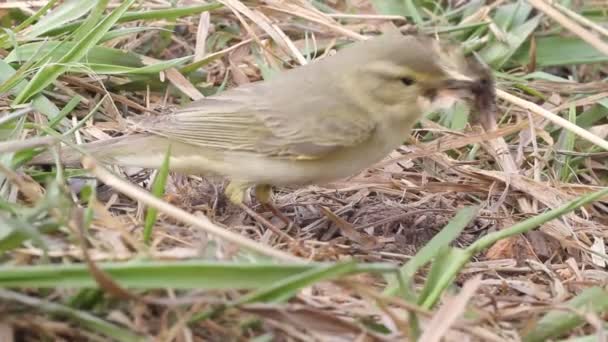 Lyckad jakt på lövsångare — Stockvideo