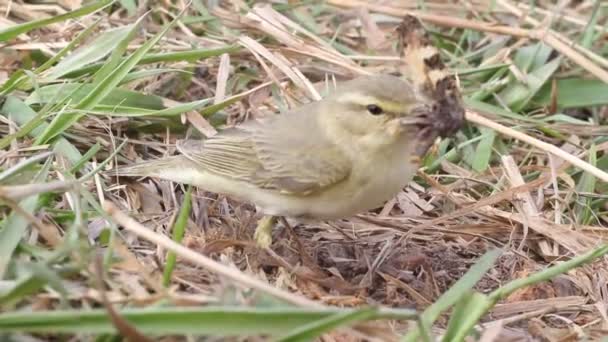 Successful hunting of willow warbler — Stock Video