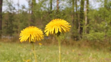 Dandelions olabilir