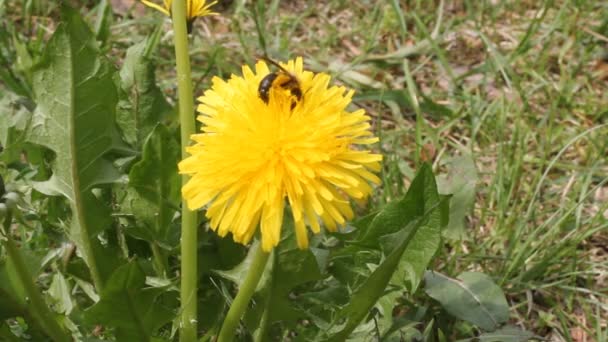 Abeja con néctar — Vídeos de Stock