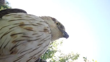 pürüzlü bacaklı Şahin