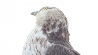 pürüzlü bacaklı Şahin