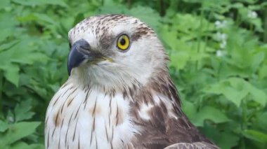 pürüzlü bacaklı Şahin