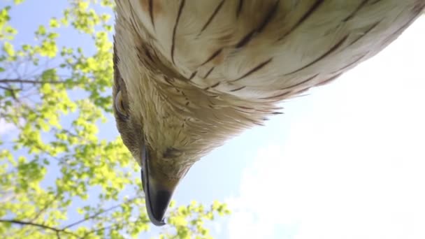 Rough-legged buzzard — Stock Video